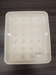 Day 1. Germination box with lettuce seeds planted into the sponge-like growing medium