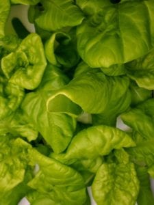 My healthy crop of butter lettuce, grown hydroponically