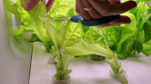 Salad, when I want it. My second harvest- notice how many leaves have been cut from the two stalks that are front and center.